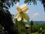 flower5